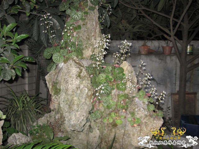 发几张我的龟龟和生活环境图