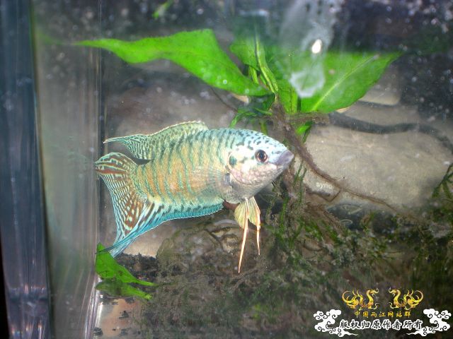 还算可以的小蓝