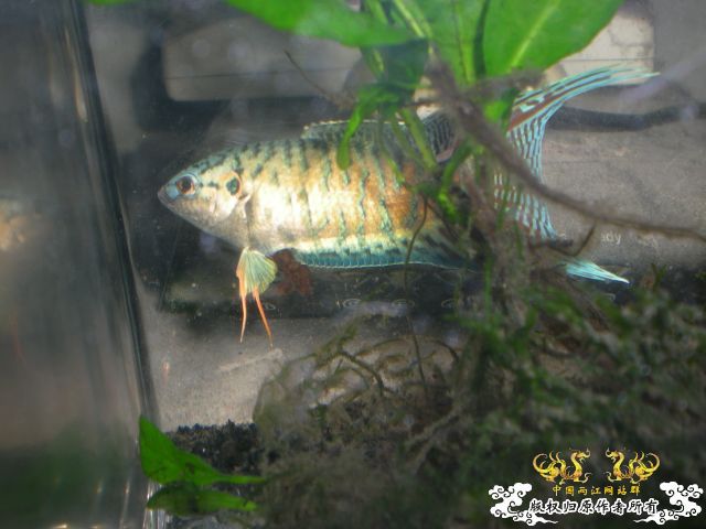 还算可以的小蓝