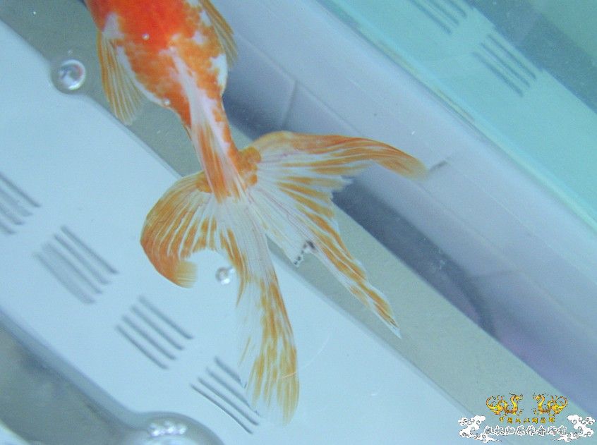 金鱼尾巴那里是不是"烂尾"