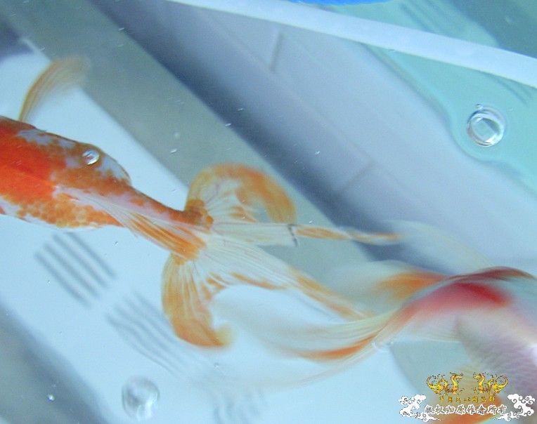 金鱼尾巴那里是不是"烂尾"