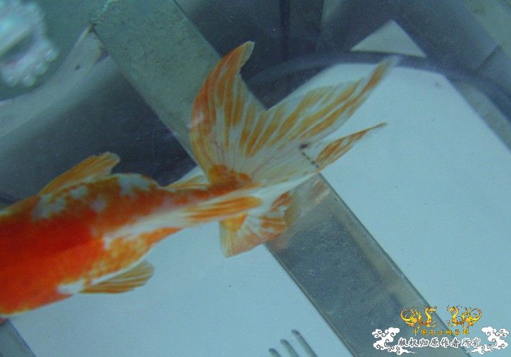 金鱼尾巴那里是不是"烂尾"