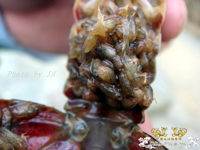 [原创]徐州原生群 09年 首次“高体”野外环境考察