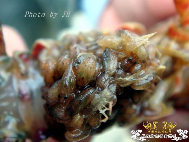 [原创]徐州原生群 09年 首次“高体”野外环境考察