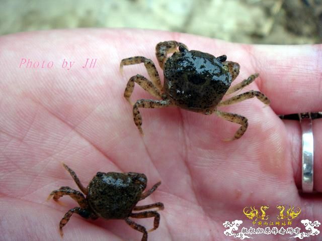 [原创]徐州原生群 09年 首次“高体”野外环境考察