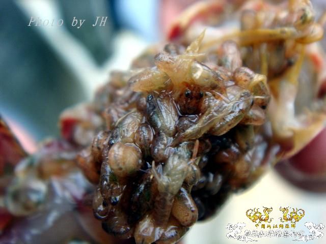 [原创]徐州原生群 09年 首次“高体”野外环境考察