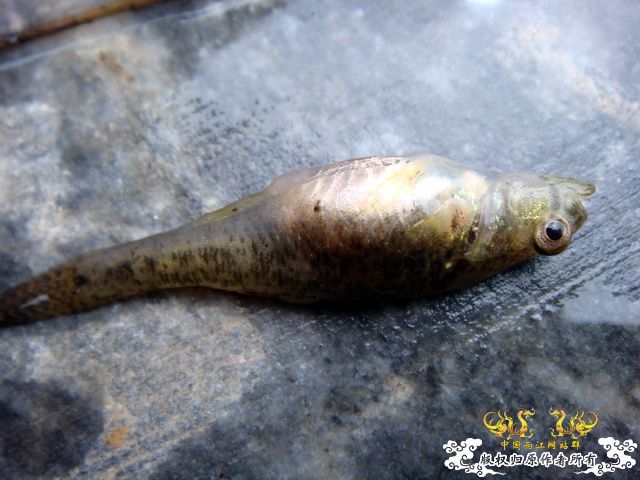 [原创]徐州原生群 09年 首次“高体”野外环境考察