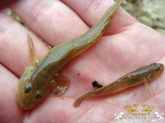 [原创]徐州原生群 09年 首次“高体”野外环境考察