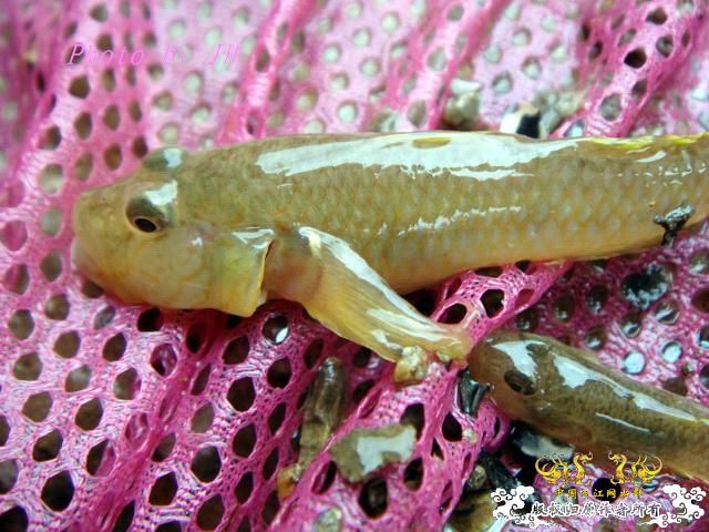 [原创]徐州原生群 09年 首次“高体”野外环境考察