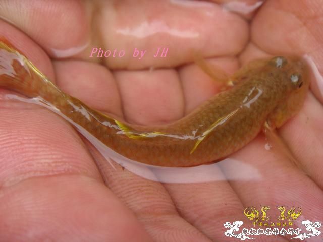 [原创]徐州原生群 09年 首次“高体”野外环境考察