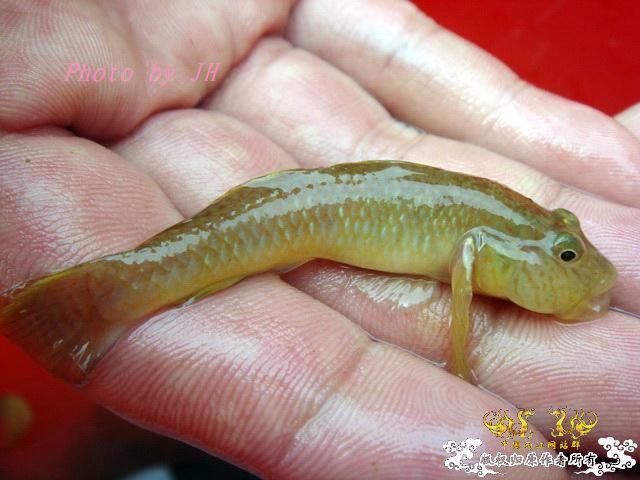 [原创]徐州原生群 09年 首次“高体”野外环境考察