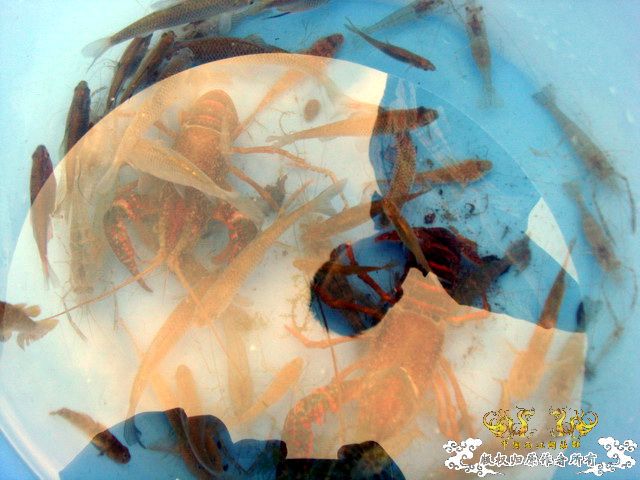 [原创]徐州原生群 09年 首次“高体”野外环境考察