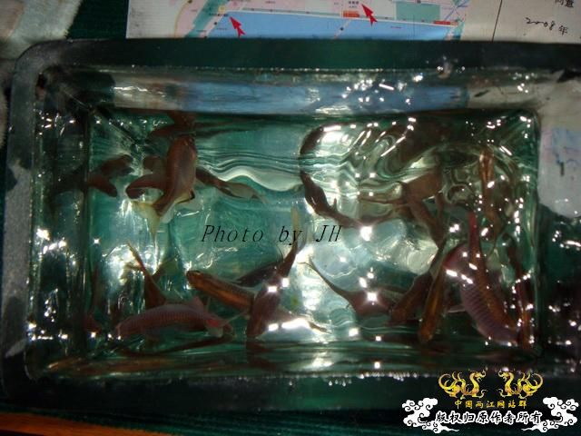 [原创]徐州原生群 09年 首次“高体”野外环境考察