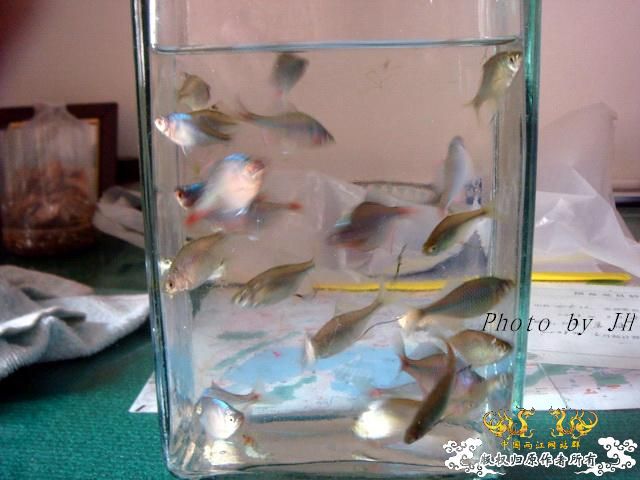 [原创]徐州原生群 09年 首次“高体”野外环境考察