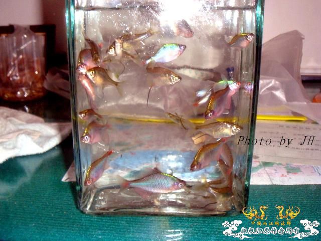 [原创]徐州原生群 09年 首次“高体”野外环境考察