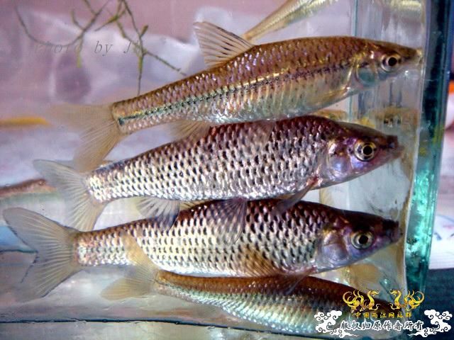 [原创]徐州原生群 09年 首次“高体”野外环境考察