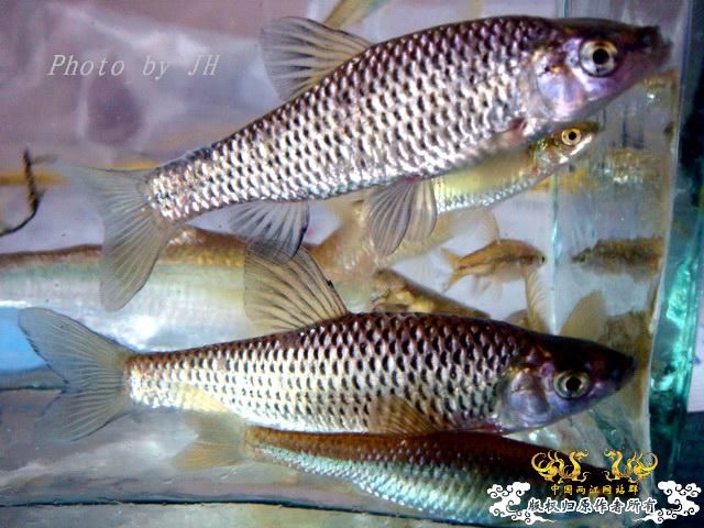 [原创]徐州原生群 09年 首次“高体”野外环境考察