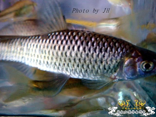 [原创]徐州原生群 09年 首次“高体”野外环境考察