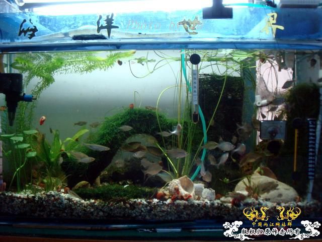 [原创]徐州原生群 09年 首次“高体”野外环境考察