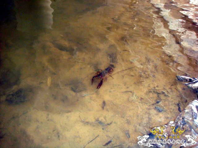 [原创]徐州原生群 09年 首次“高体”野外环境考察