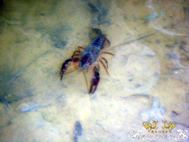 [原创]徐州原生群 09年 首次“高体”野外环境考察