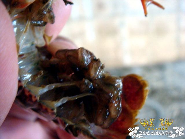 [原创]徐州原生群 09年 首次“高体”野外环境考察