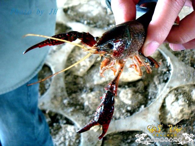 [原创]徐州原生群 09年 首次“高体”野外环境考察