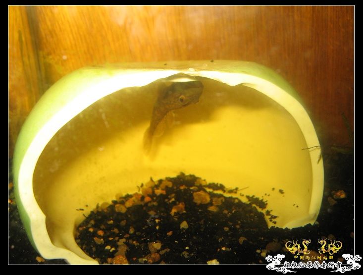 李氏出卵了