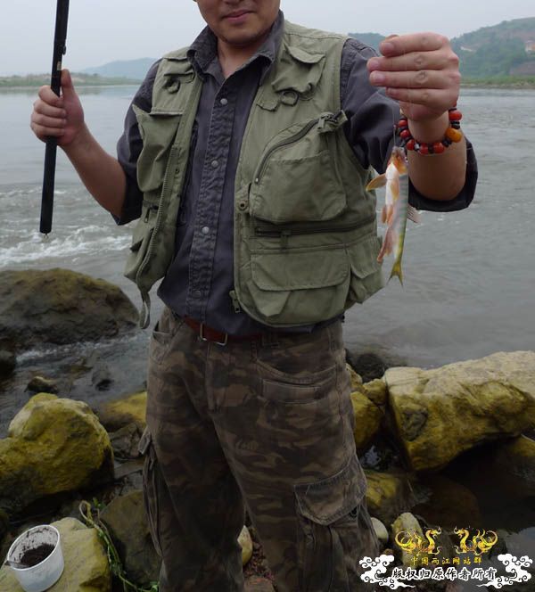 野战宽鳍鱲  （已重发照片不再有红叉叉了！）