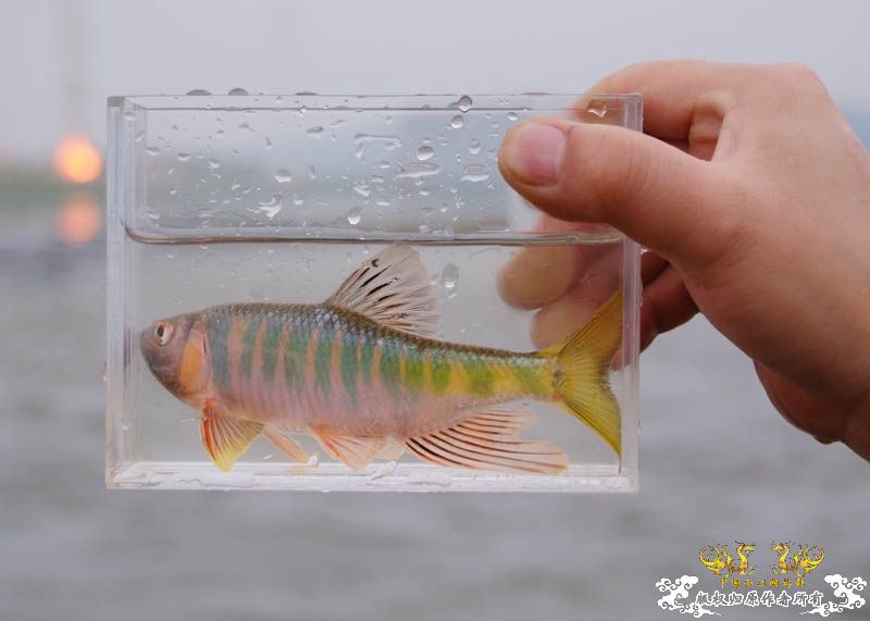 野战宽鳍鱲  （已重发照片不再有红叉叉了！）