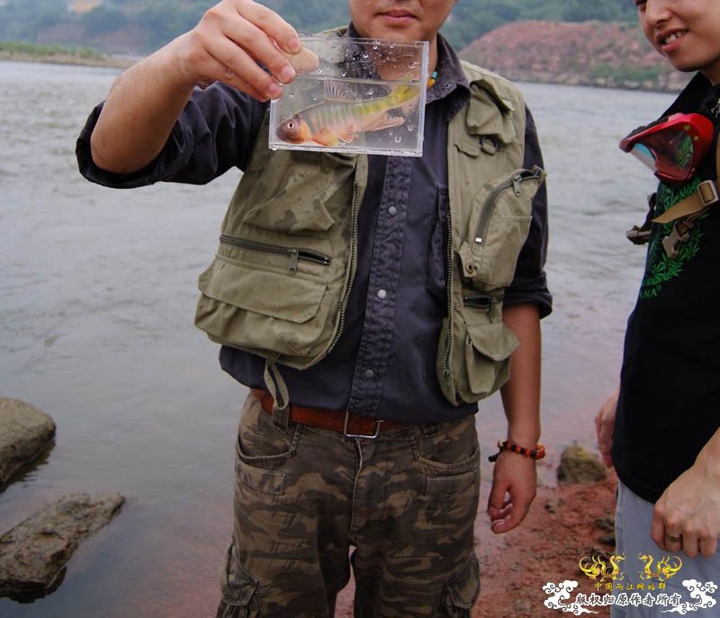 野战宽鳍鱲  （已重发照片不再有红叉叉了！）