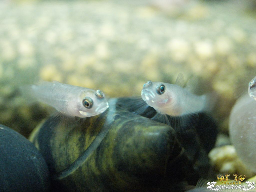 [原创]小四川吻出生50天了，发贴纪念