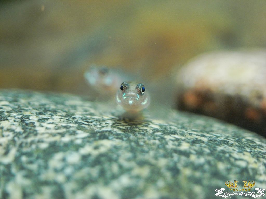 [原创]小四川吻出生50天了，发贴纪念