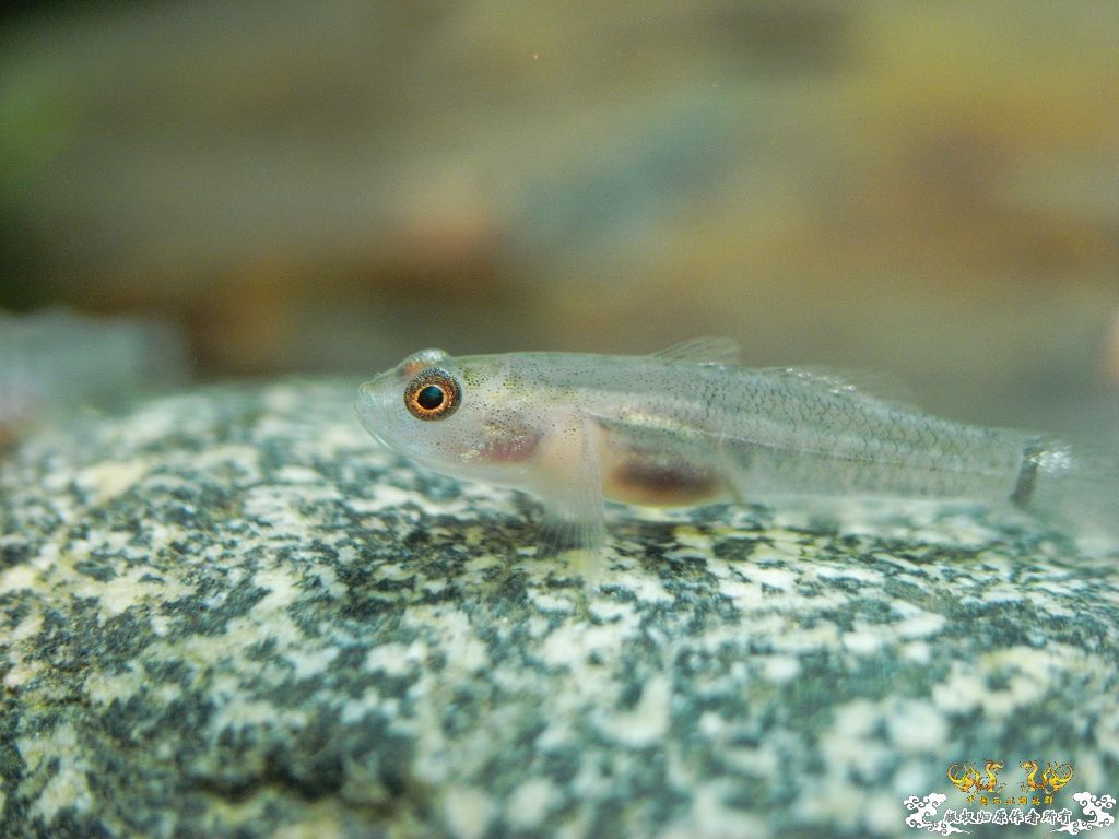 [原创]小四川吻出生50天了，发贴纪念