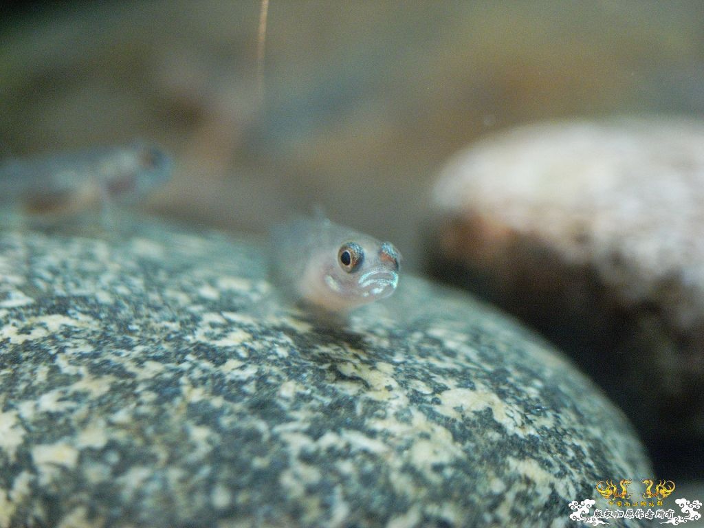 [原创]小四川吻出生50天了，发贴纪念