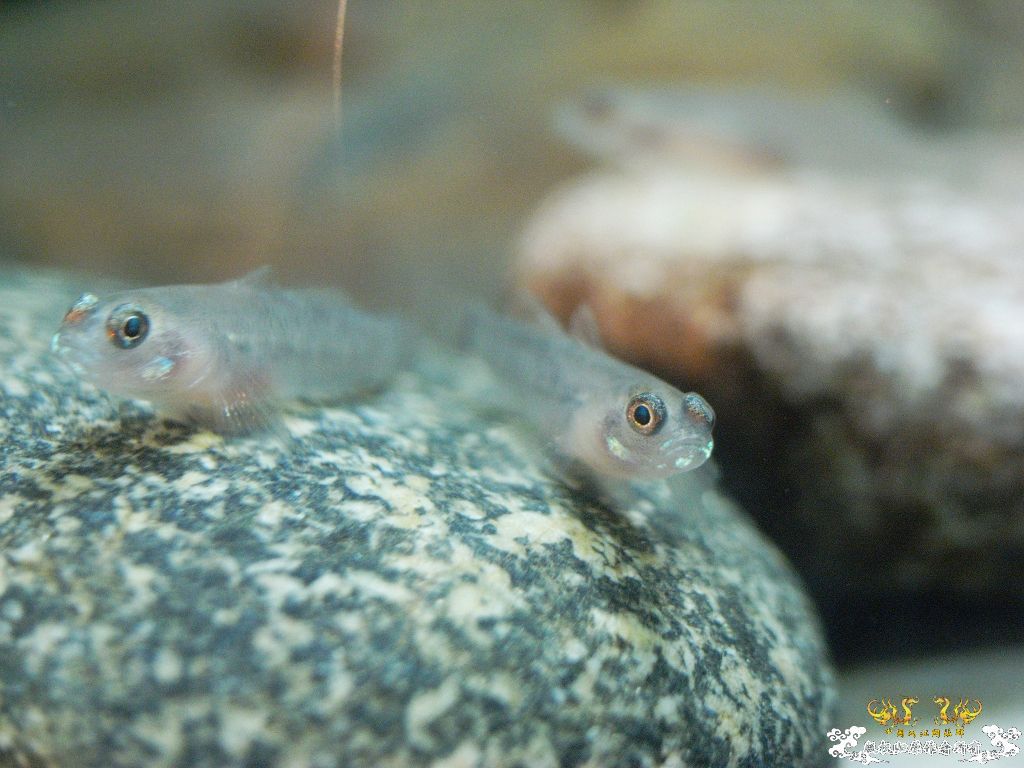 [原创]小四川吻出生50天了，发贴纪念