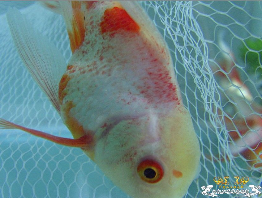 高手看下还有救吗?