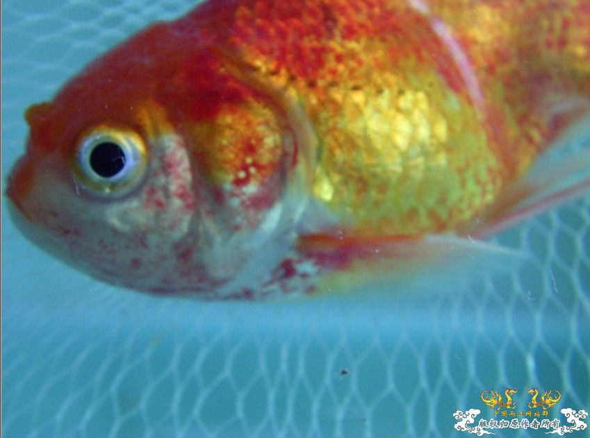 高手看下还有救吗?