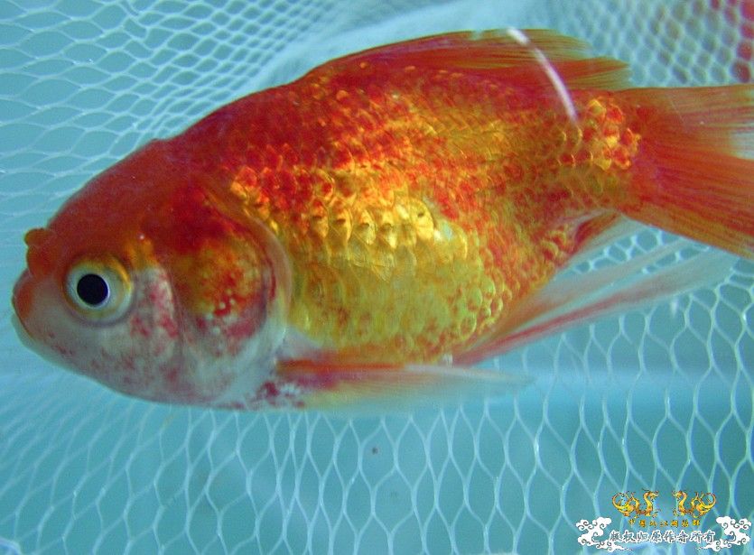 高手看下还有救吗?