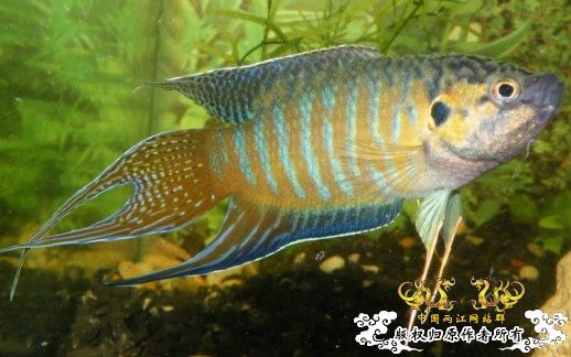 到这里来混混--我的拉丝叉叉