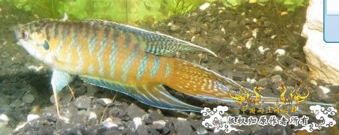 到这里来混混--我的拉丝叉叉