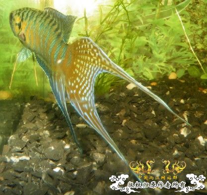 到这里来混混--我的拉丝叉叉