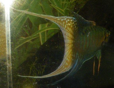 到这里来混混--我的拉丝叉叉