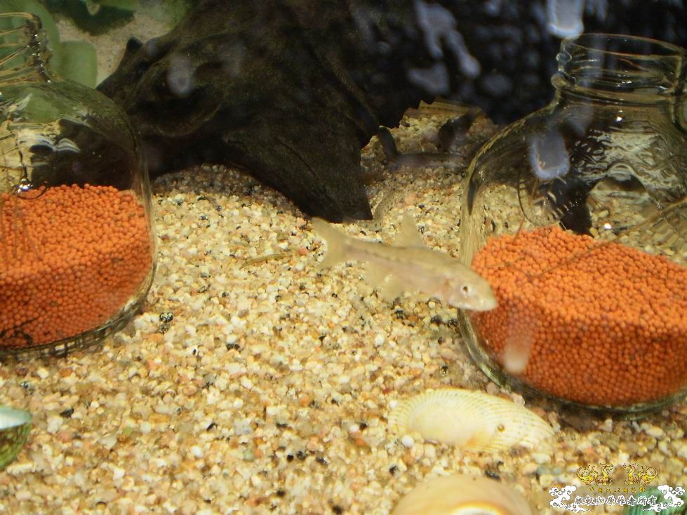 请问大家这个是棒花么