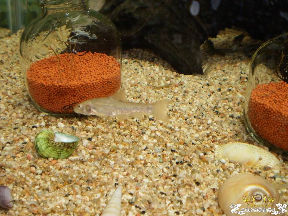 请问大家这个是棒花么