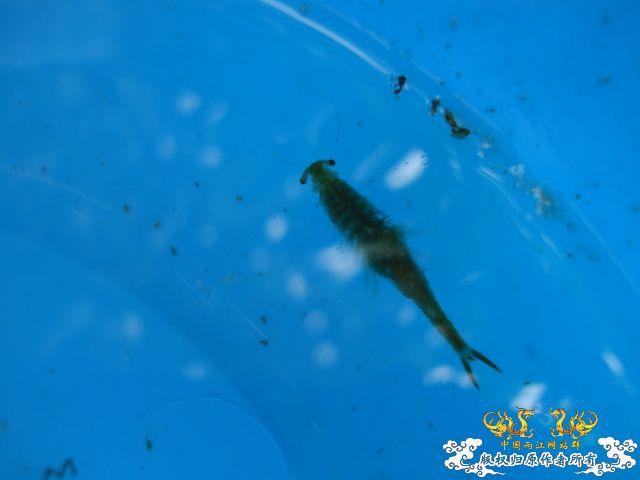 鱼塘中发现的东东,请问是什么虫??