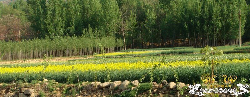 褐吻天堂（野外照·解救）