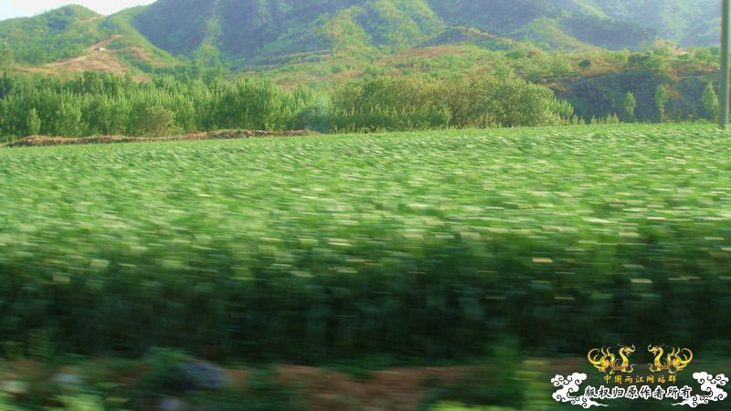 褐吻天堂（野外照·解救）