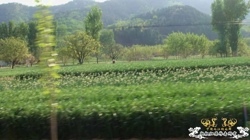 褐吻天堂（野外照·解救）