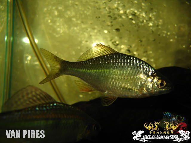 请高手鉴定下是什么旁皮？